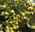 Yellow Climbing Rose - Live Plant - Full Gallon Pot Q59096