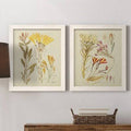 Antique Botanical Sketch Framed Print P28474