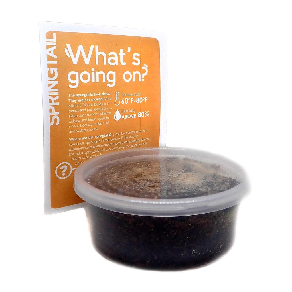 Temperate Springtail 8 oz Culture B802398