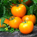 Orange F1 Hybrid Tomato Seeds - 25 Seeds X873