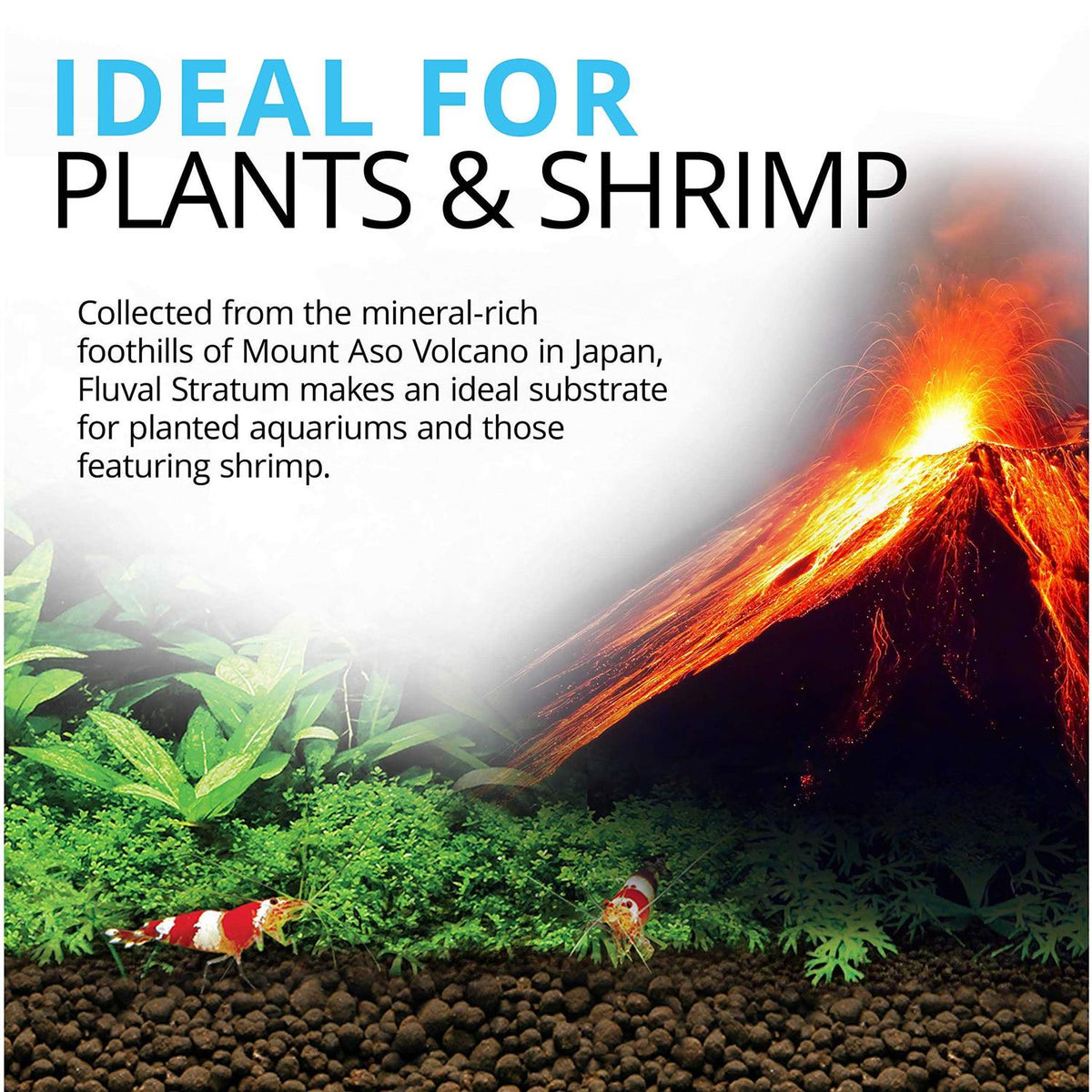 Plant and Shrimp Stratum Z3453