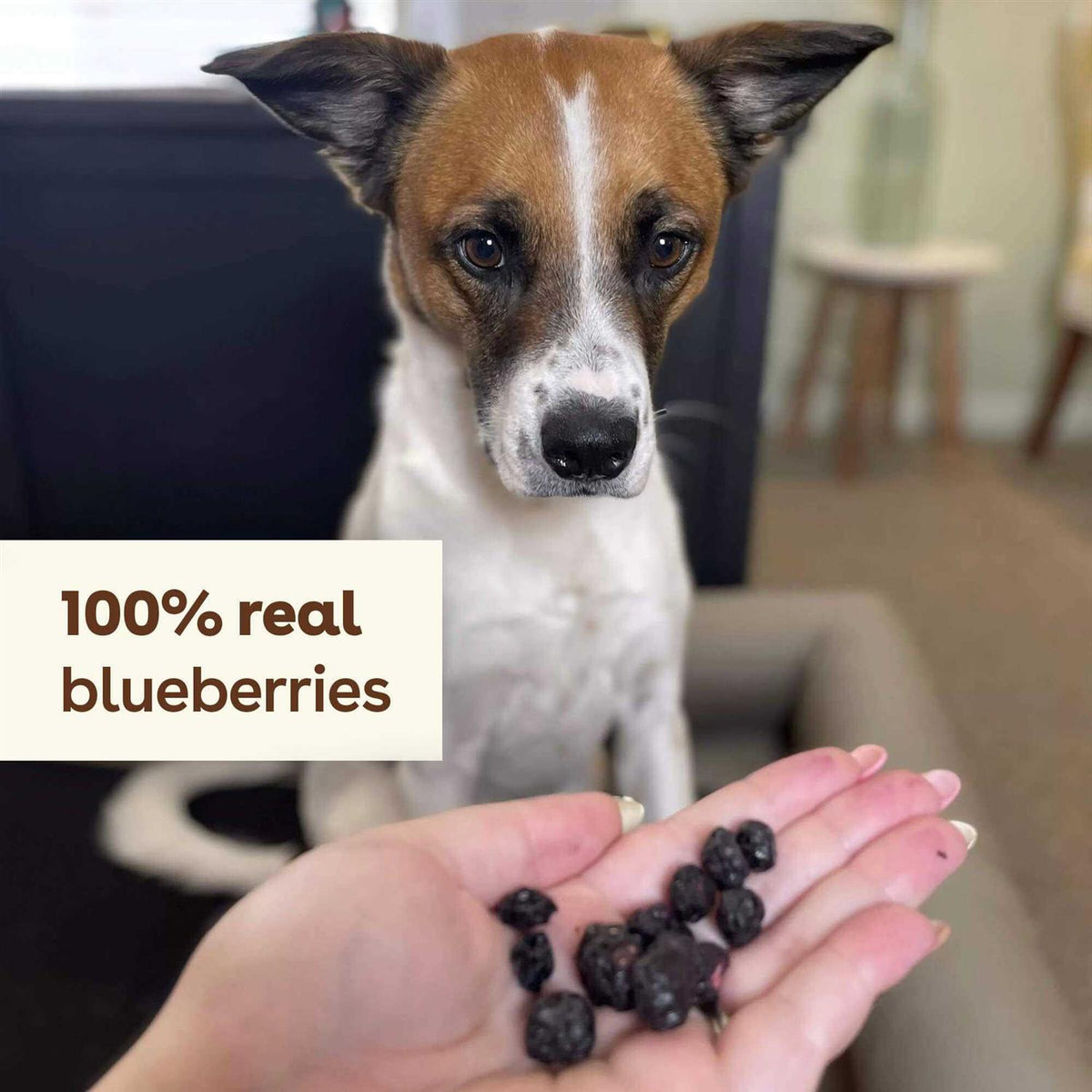 Freeze Dried Dog Training Treats R819