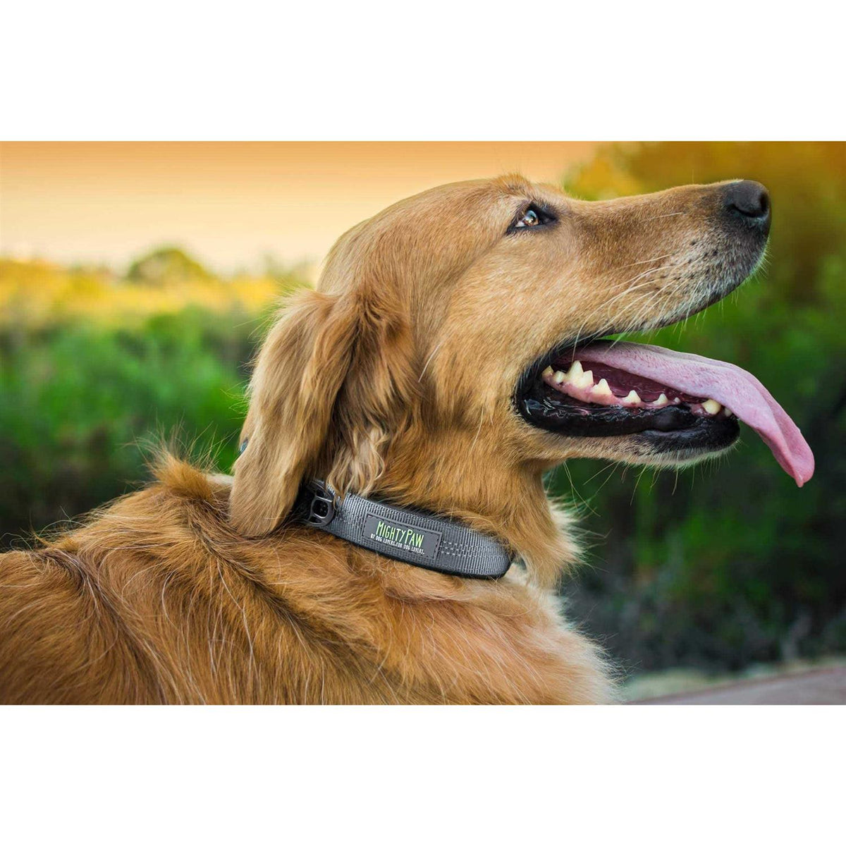 Dog Collar D1193