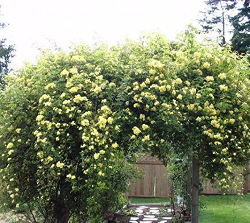 Yellow Climbing Rose - Live Plant - Full Gallon Pot Q59096