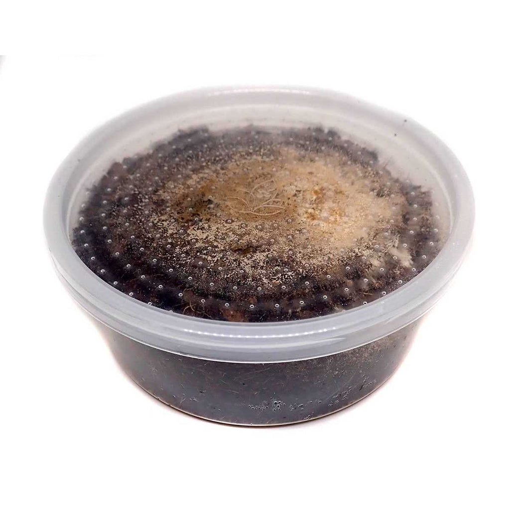 Temperate Springtail 8 oz Culture B802398