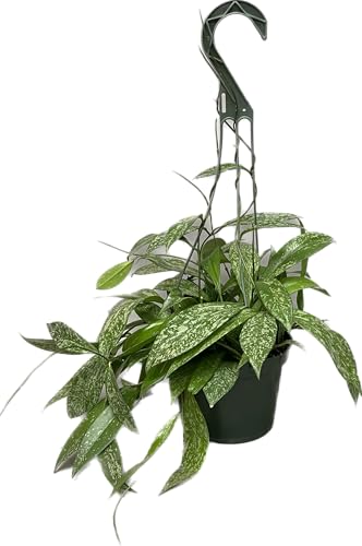 Hoya Plant (3-4 Plants, 4" Pot) T1806