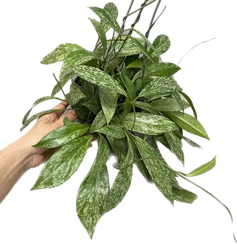 Hoya Plant (3-4 Plants, 4" Pot) T1806