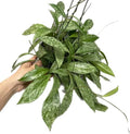 Hoya Plant (3-4 Plants, 4" Pot) T1806