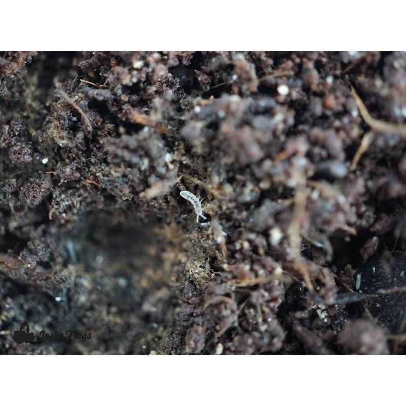 Temperate Springtail 8 oz Culture B802398