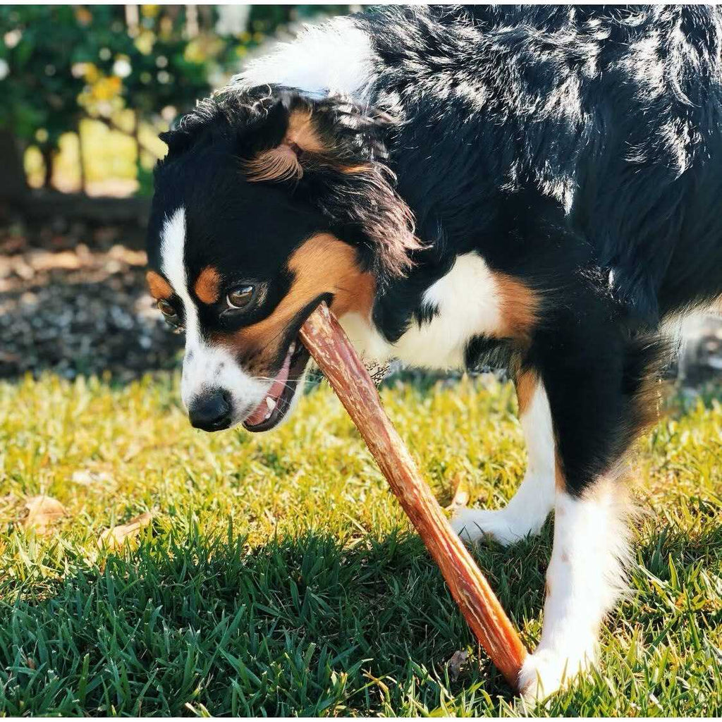 Natural Beef Bully Sticks for Dogs B2361