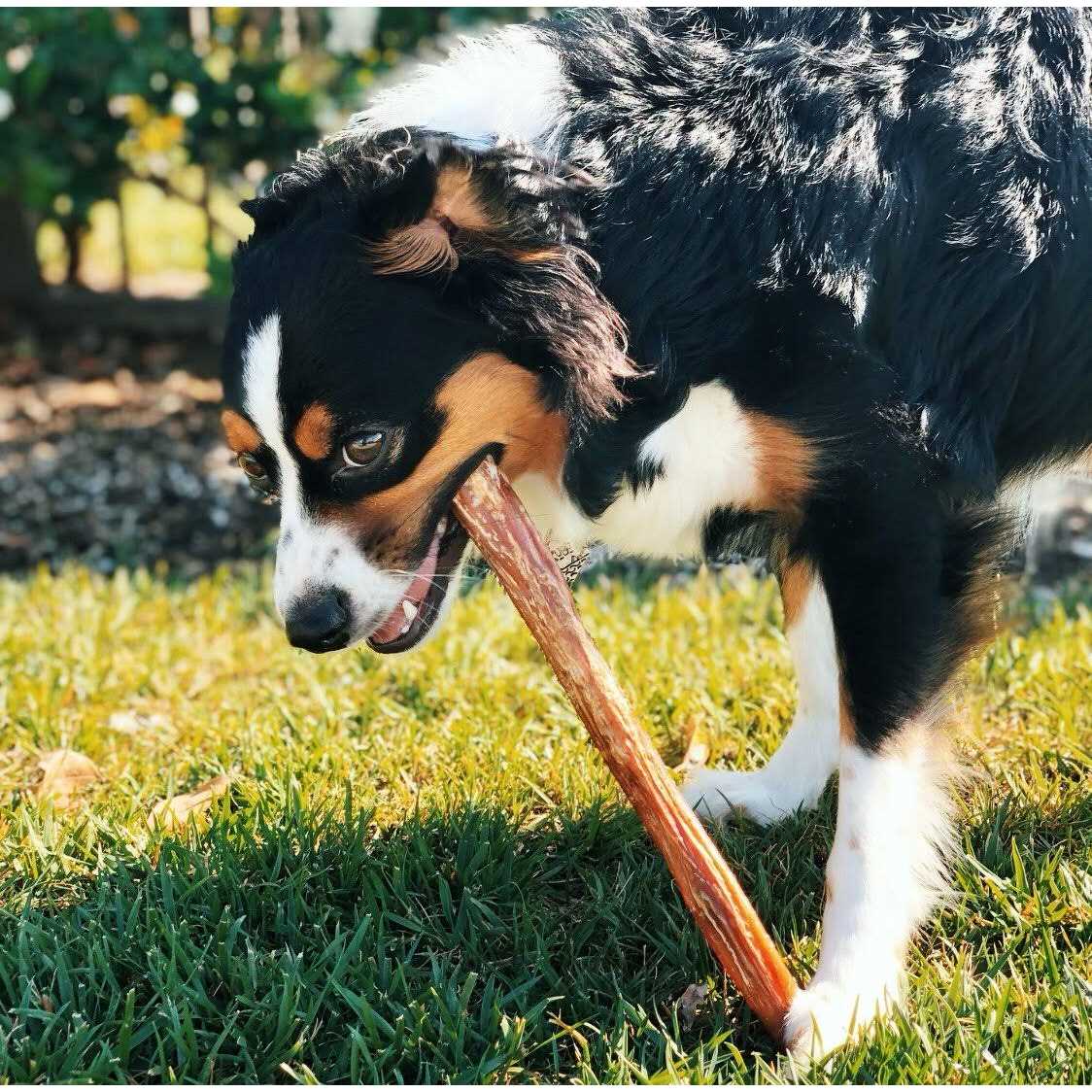 Natural Beef Bully Sticks for Dogs B2361