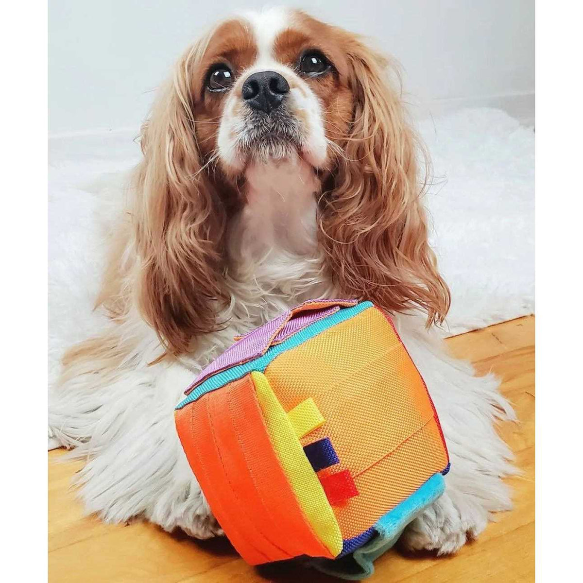 Cube Dog Puzzle Toy R623