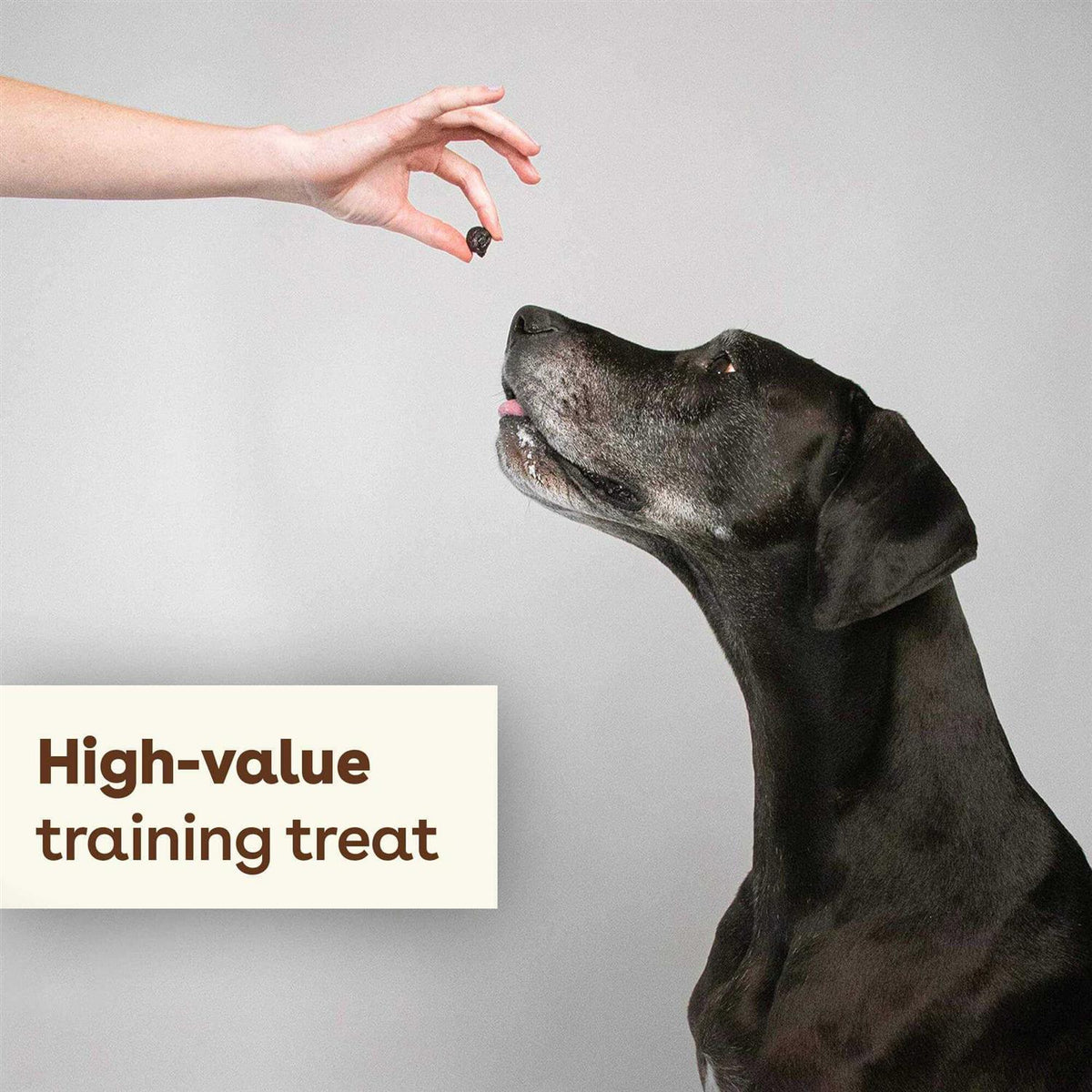 Freeze Dried Dog Training Treats R819