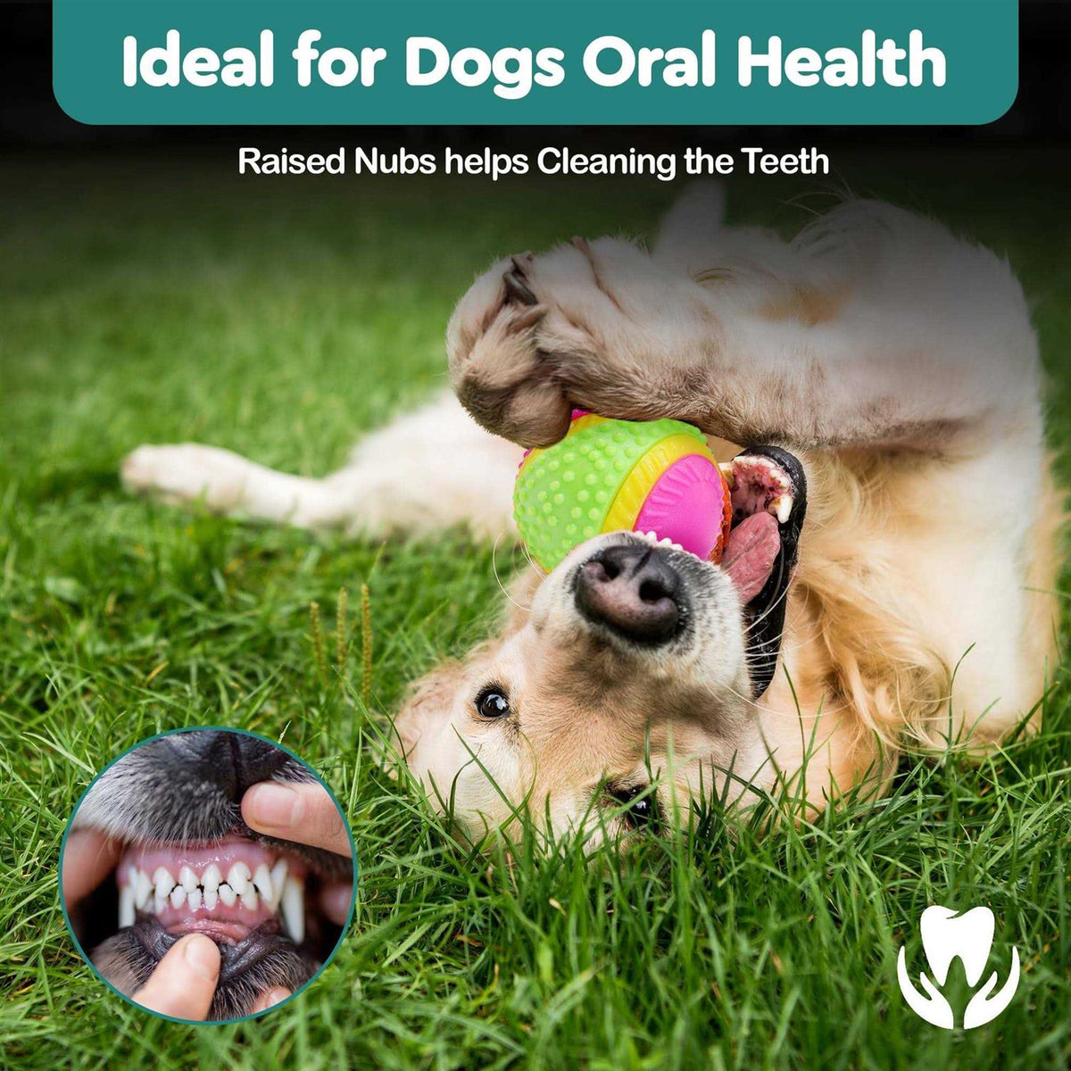 Sensory Ball Dog Toy U972