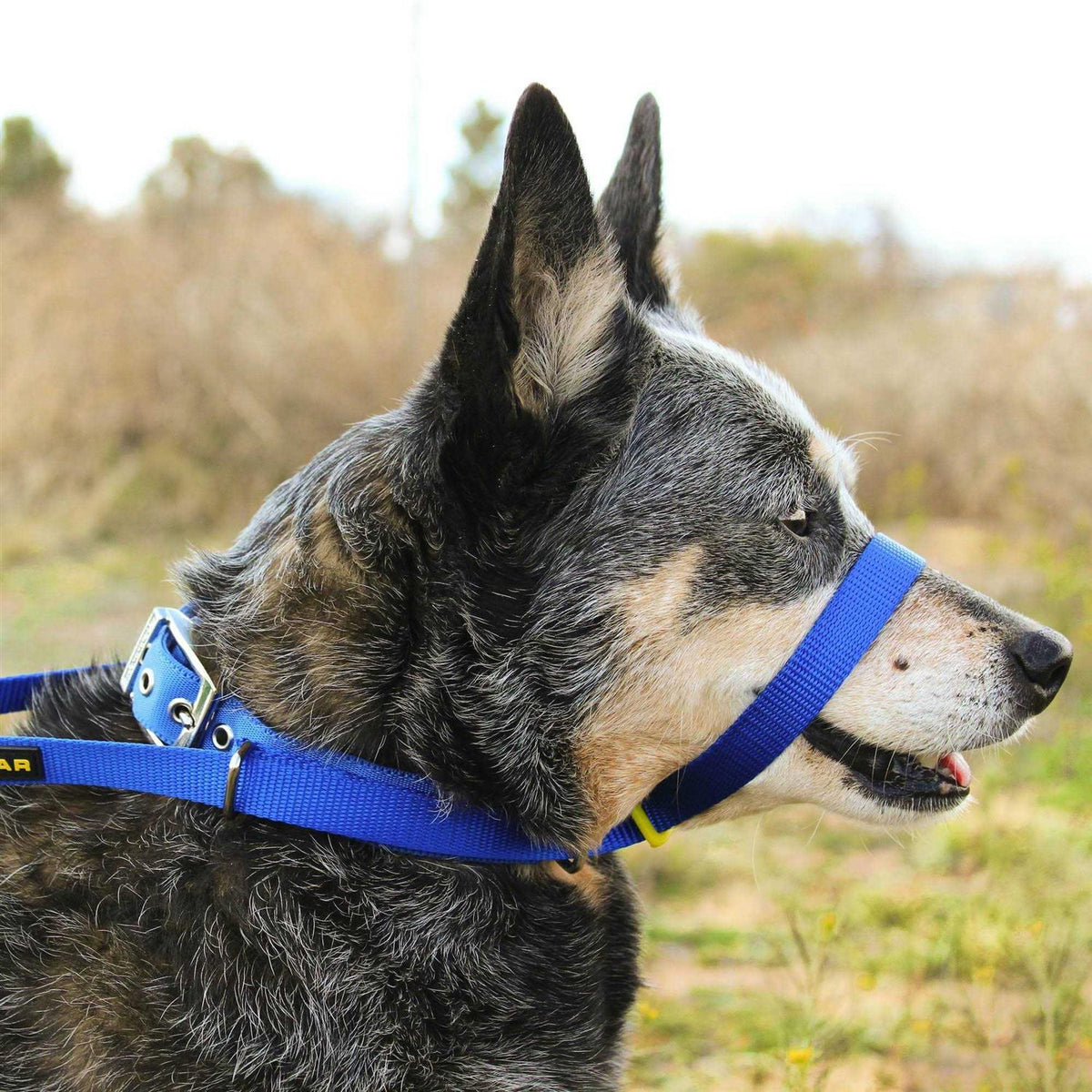 Padded Dog Training Head Collar A188698