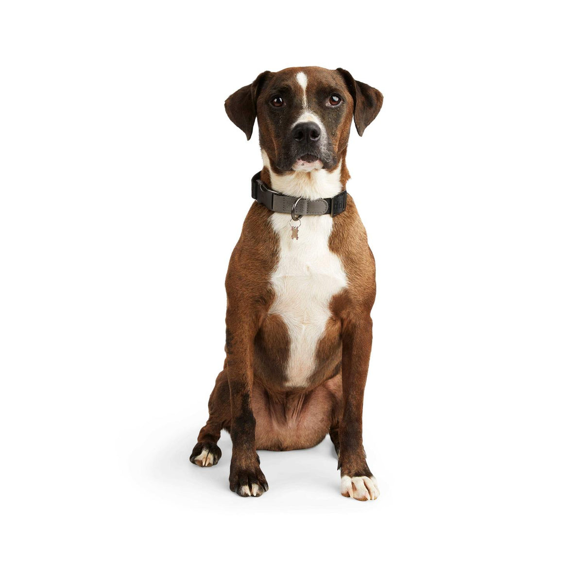 Dog Collar N69327