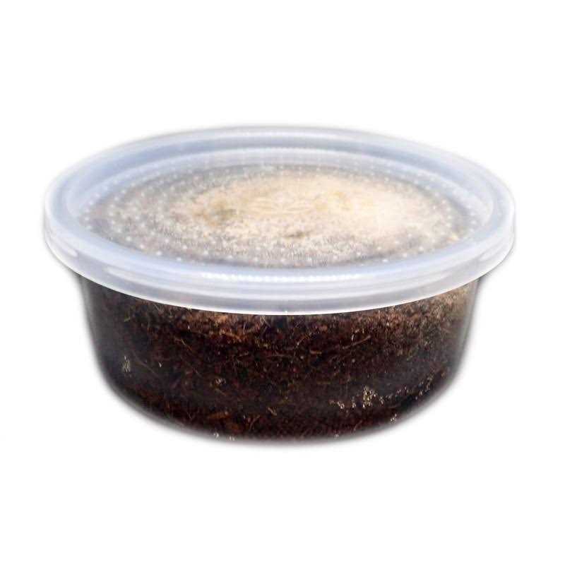 Temperate Springtail 8 oz Culture B802398