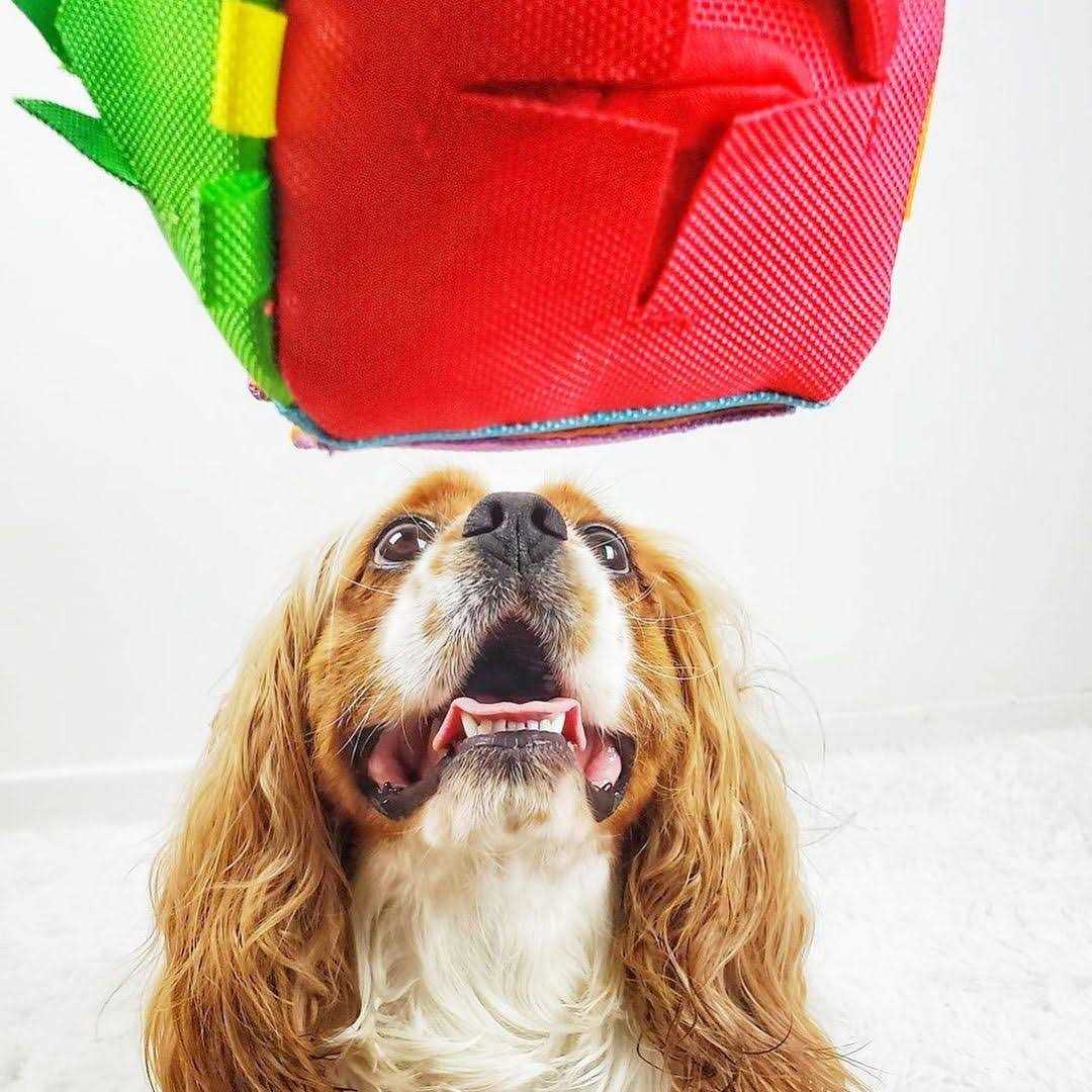 Cube Dog Puzzle Toy R623