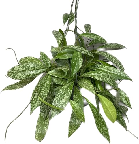 Hoya Plant (3-4 Plants, 4" Pot) T1806