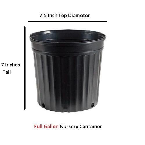 Yellow Climbing Rose - Live Plant - Full Gallon Pot Q59096