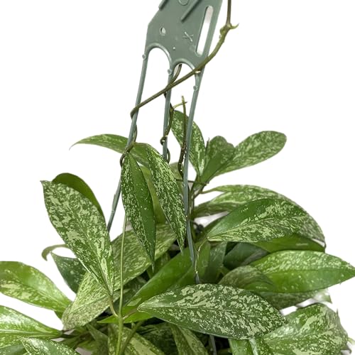 Hoya Plant (3-4 Plants, 4" Pot) T1806
