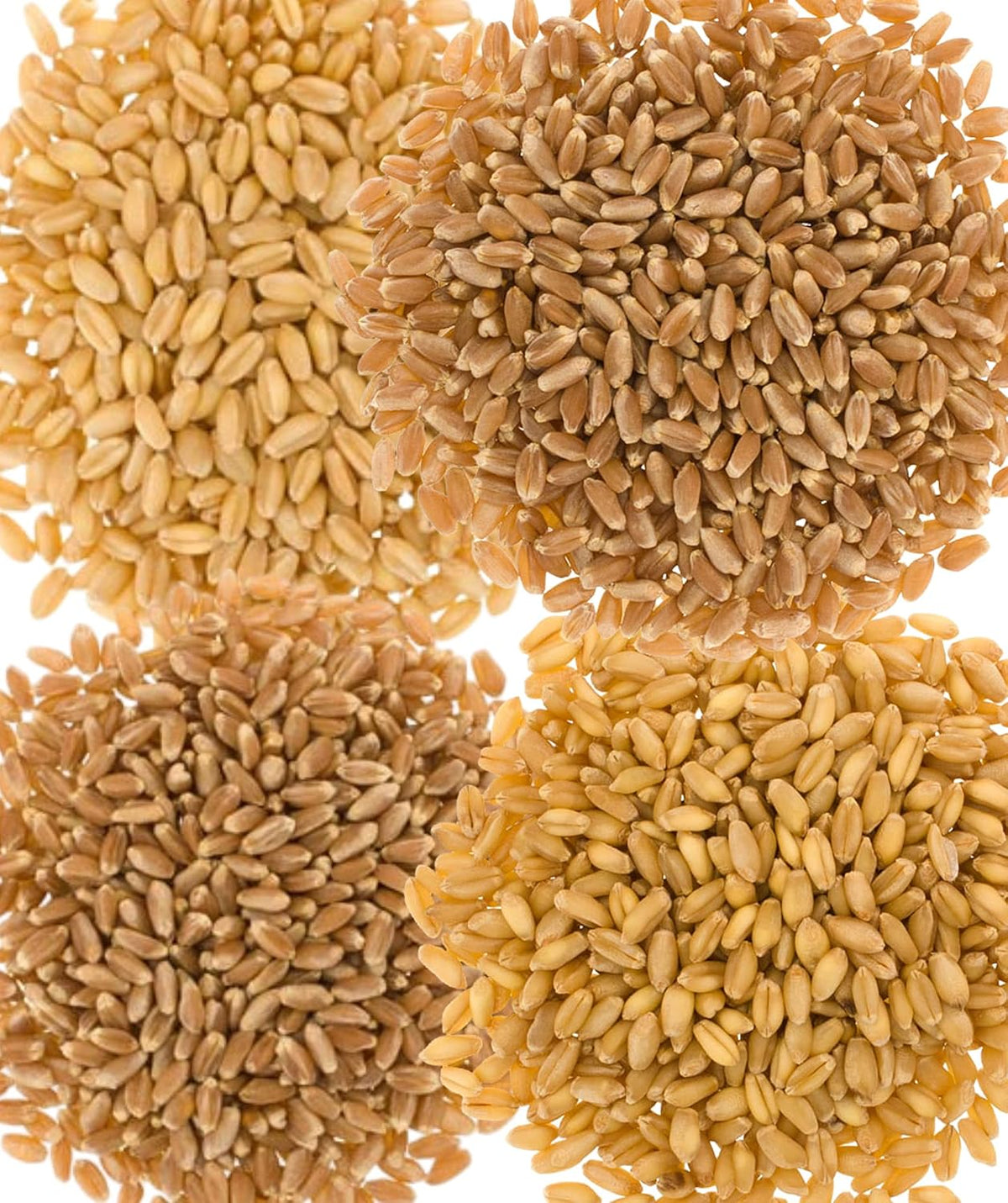 100 LBS Hard White Soft White Hard Red Winter Hard Red Spring Wheat Berries H1798