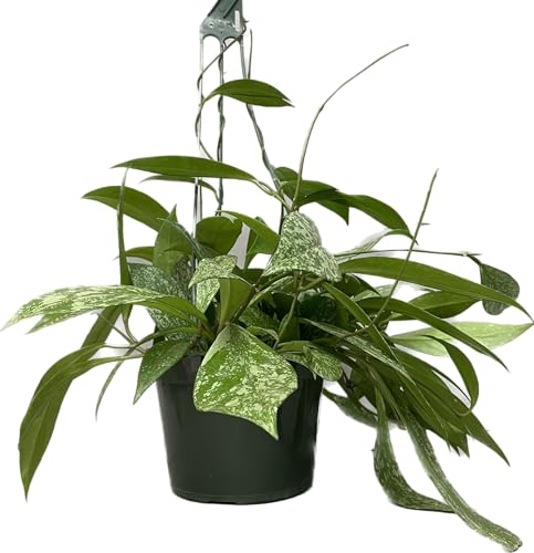 Hoya Plant (3-4 Plants, 4" Pot) T1806