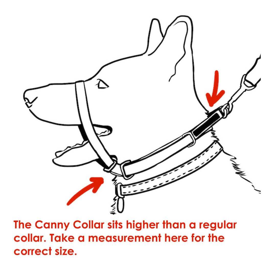 Padded Dog Training Head Collar A188698