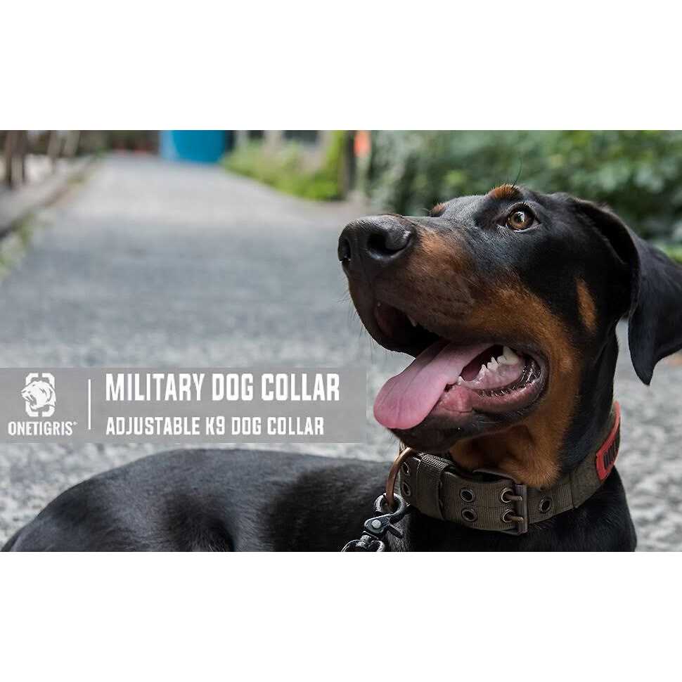 Adjustable Dog Collar with Metal D Ring Buckle B773