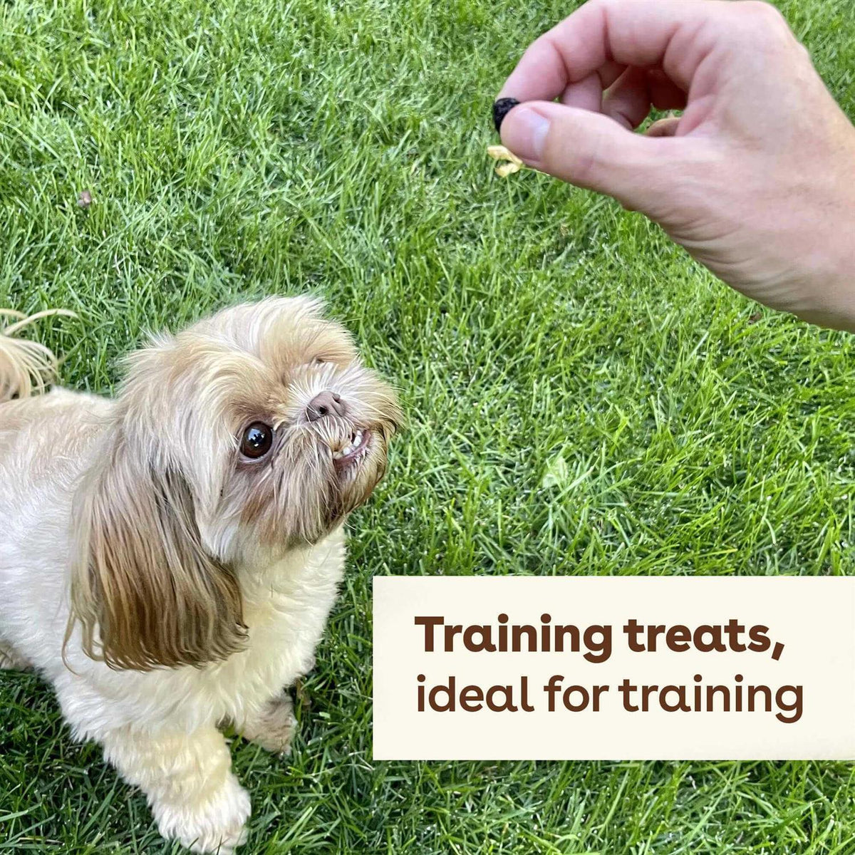 Freeze Dried Dog Training Treats R819