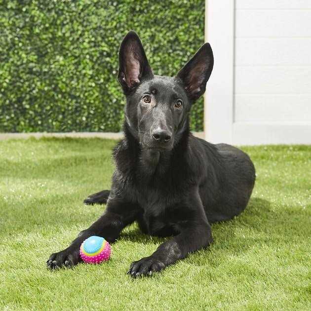 Sensory Ball Dog Toy U972