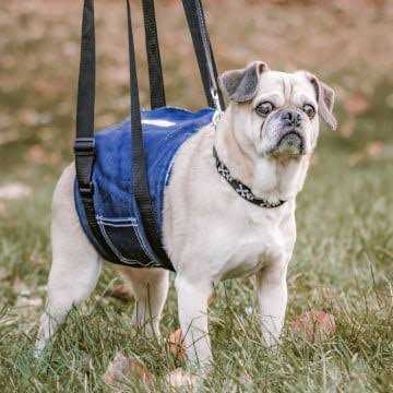Dog Support Sling L397